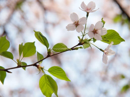 葉桜 にわとりトシ子の 君の瞳に恋してる