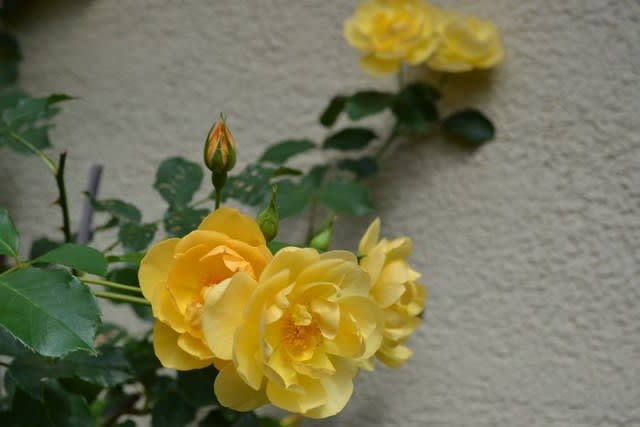 今日もバラが素敵 バターカップが驚異の花付きです Haruの庭の花日記 Haru S Garden Diary