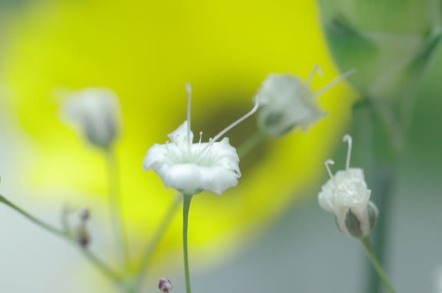 カスミソウ 縁の下で支えるこの花は11月30日の誕生花 Aiグッチ のつぶやき