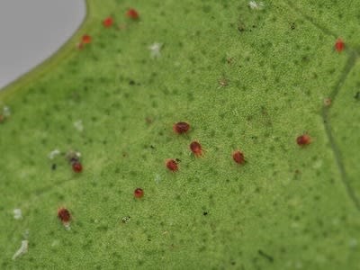 室内の植物に付着する害虫 ハダニ 株式会社グリーンアシスト 植彩 植物で彩る