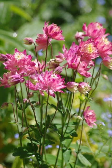 こぼれ種で増えるピンクのお花たち 小さな庭の花日記２