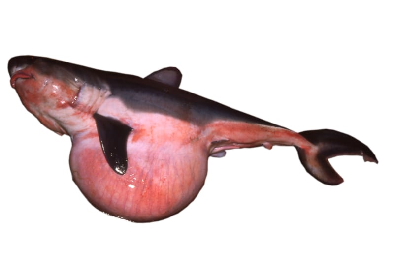 魚の卵 ウミタナゴ 卵胎生 胎生 親と同じ形で体外へ産み出されるもの Kmitoh 春夏秋冬