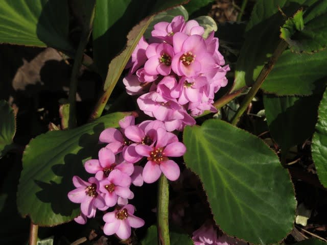 革質で厚みのある葉の中にピンクの花をつける ヒマラヤユキノシタ 044 野の花 庭の花