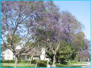 紫の花が咲く木 L A でのお住まい探しは コア不動産 株