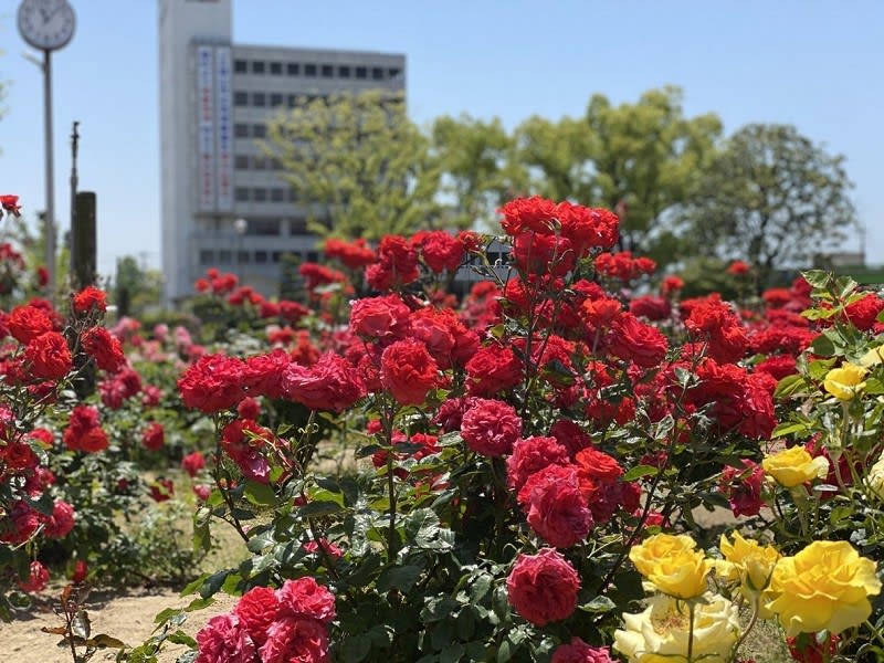 福山ばら公園 ばらまつりは中止でもばらの花は一生懸命咲いている 見てあげないと 毎日更新 日刊 安頓写真ブログ