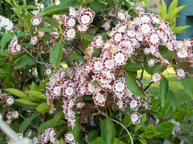 カルミア Kalmia 花追いウォーキング