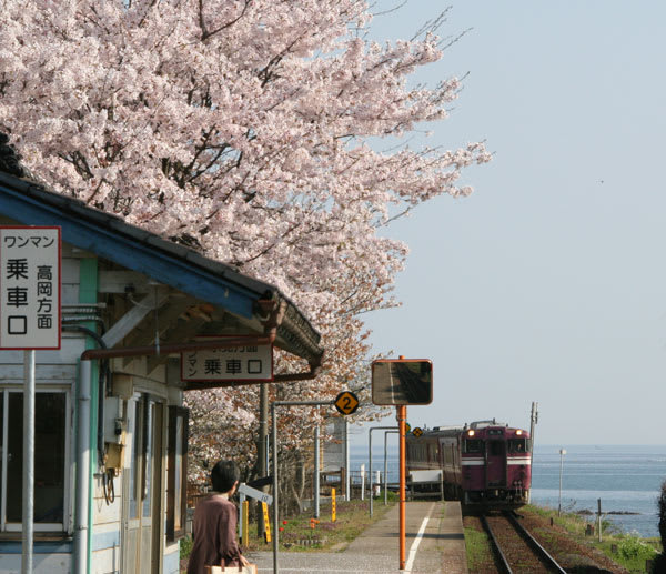 越中国分駅と桜