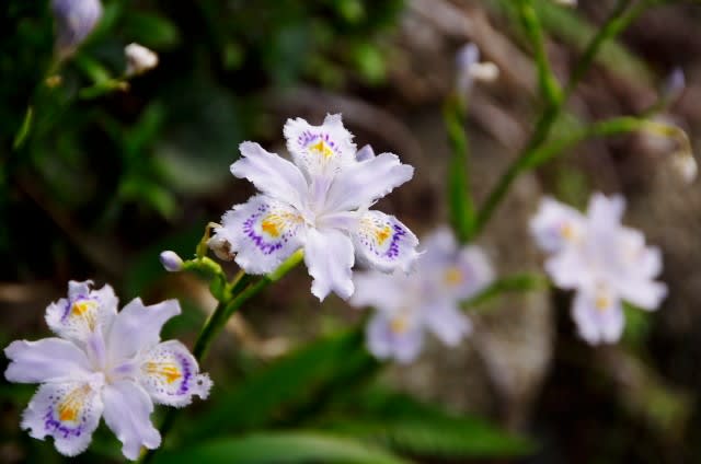 シャガ パッと明るく咲くアヤメの仲間は4月25日の誕生花 Aiグッチ のつぶやき