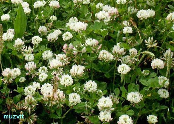 トリフォリウム・レペンス Trifolium repens - The wild flowers of Portugal. ポルトガルの野の花