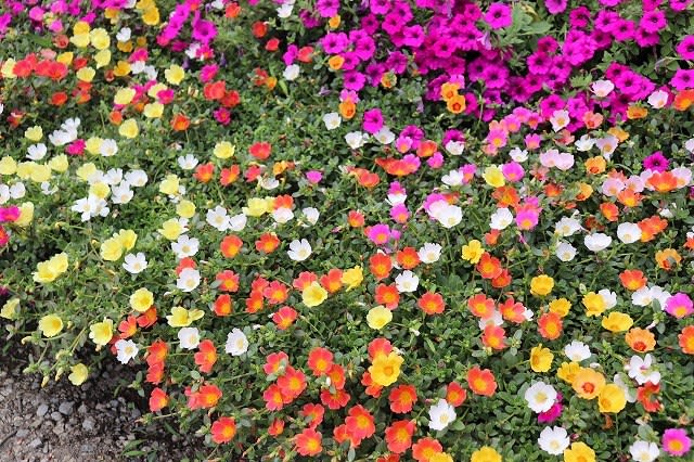 庭の花 ポーチュラカ 季節の花歩き
