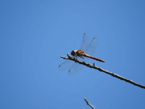 青空の下のトンボ（蜻蛉、蜻蜓）