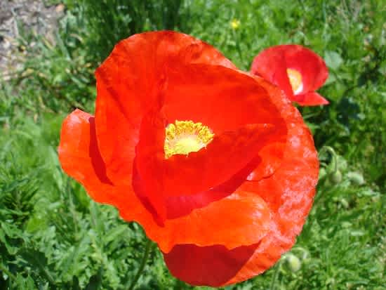 虞美人草 日々あれこれ