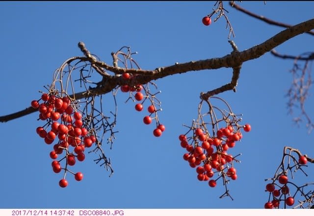 イイギリ 飯桐 の赤い実 弁天ふれあいの森公園へ散歩