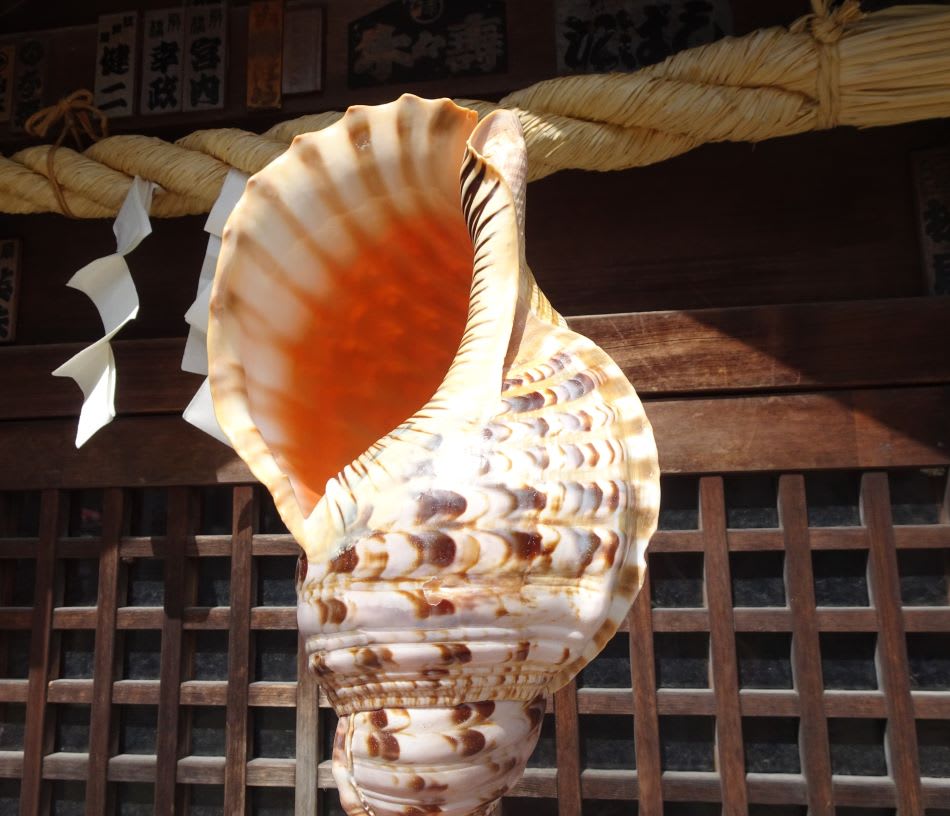 法螺貝、トウカムリ貝 トウカムリ科 : 玄界灘、響灘の打ち上げ貝保管庫