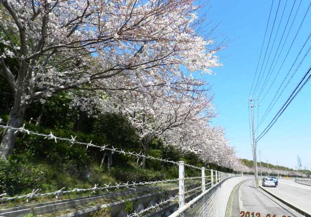 桜の画像