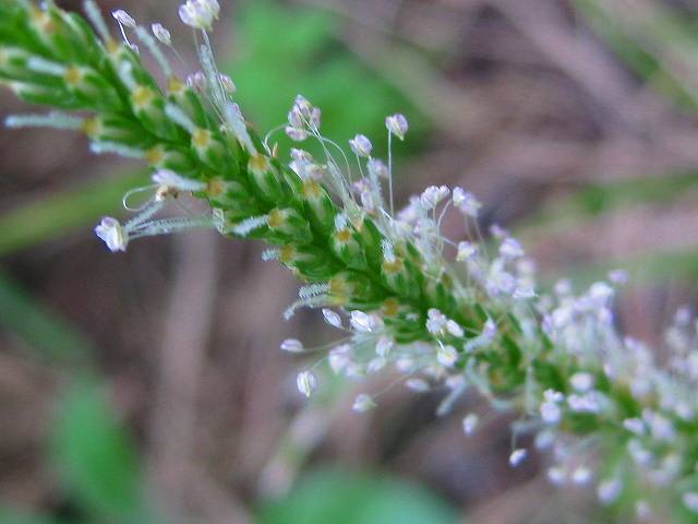 秋に咲く草花 オオバコ フジカンゾウ マタタビの葉の還元色 空見日和