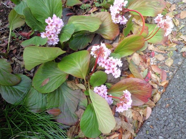 ヒマラヤユキノシタ 22 花熟里 けじゅくり の静かな日々 ヒマラヤユキノシタ 22 花熟里 けじゅくり の静かな日々