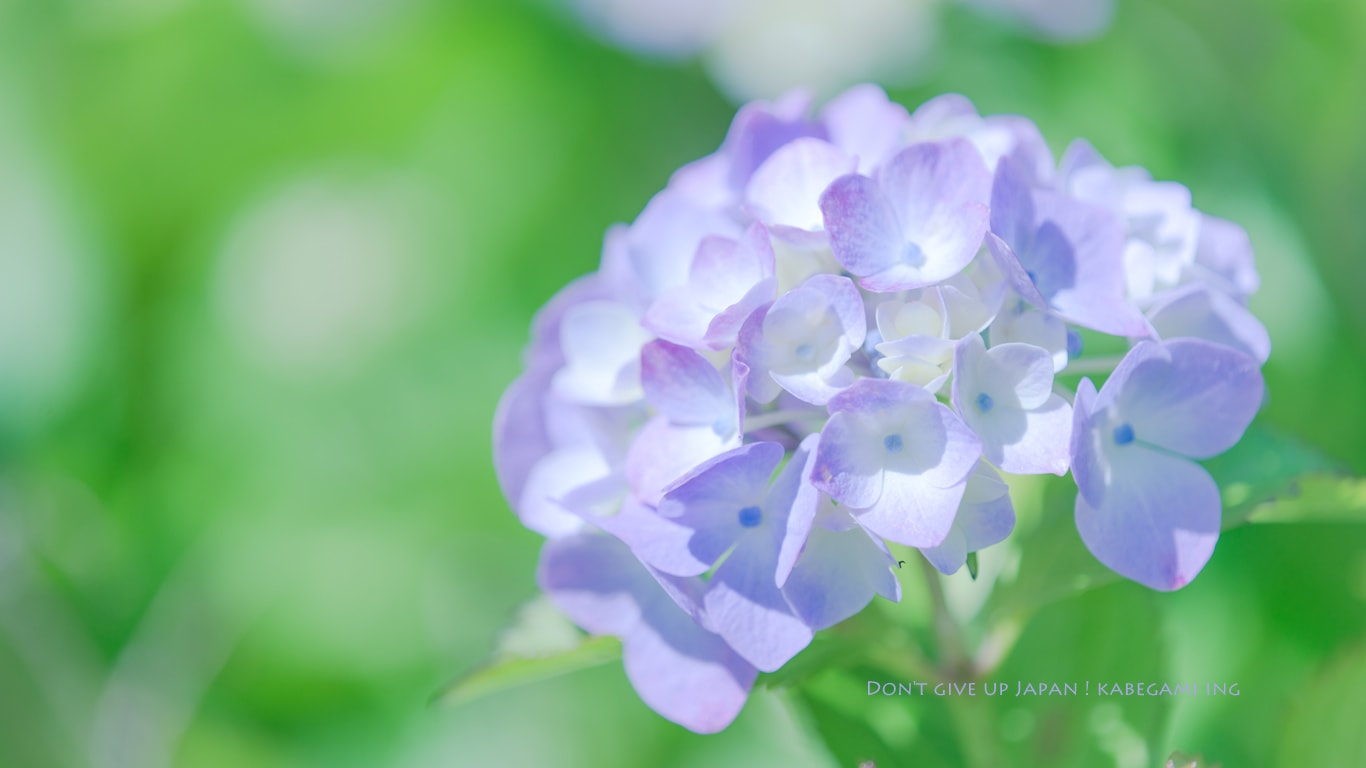 青色の紫陽花 壁紙ing管理人の写真ブログ