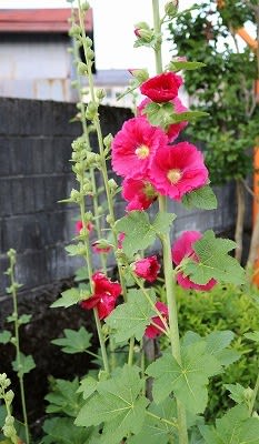 北海道ではコケコッコの花 タチアオイ 立葵 Tarpin翁のスローライフ