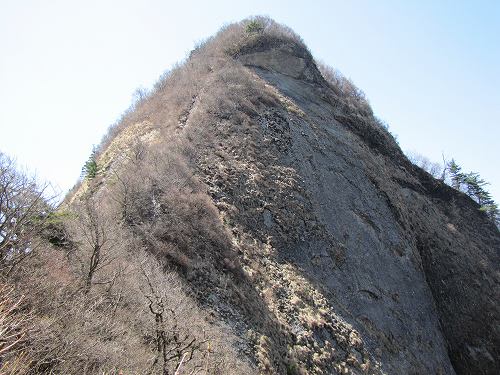 初夏 アケボノ咲く子持権現山 今日も山へ