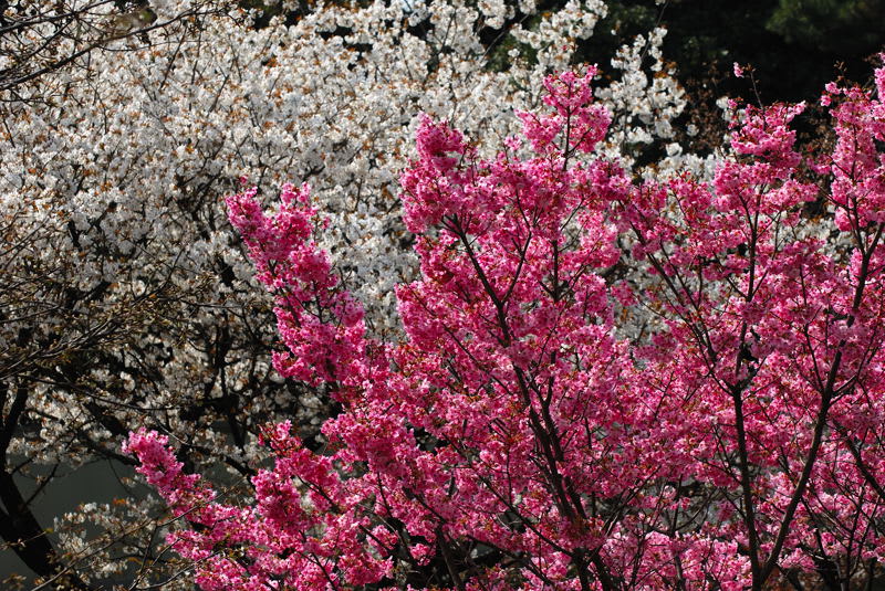 綺麗な濃いピンク色の桜です Photo No レンズの向こうに