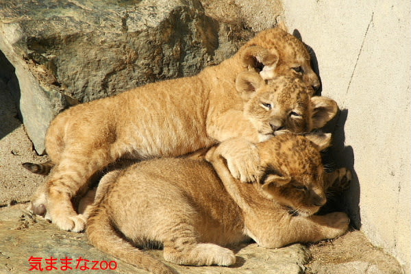 ライオン赤ちゃん誕生 かみね動物園 気ままなｚｏｏ
