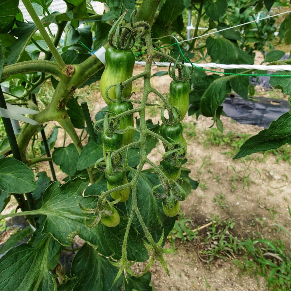 トマト栽培 - 井上農園@Tamanoのブログ