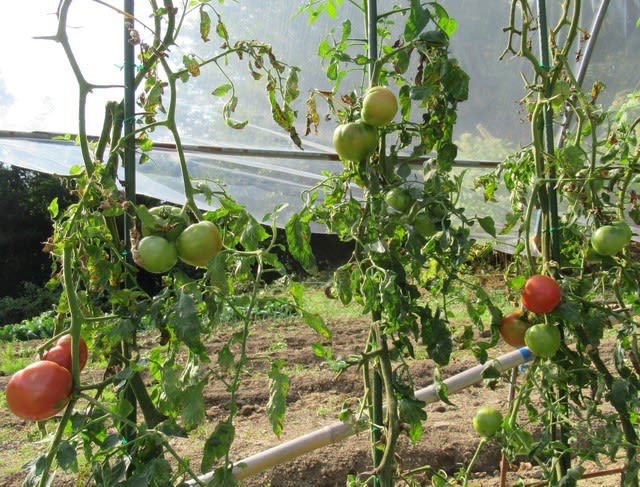 トマト連続摘芯栽培は第12花房を収穫中で残りは僅か 里山悠々録