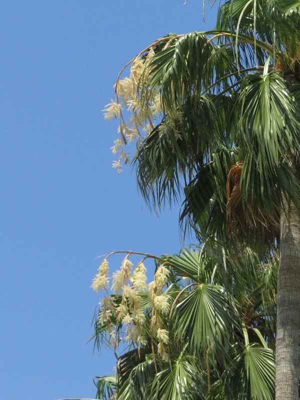 椰子の花 ワシントン椰子 とヌバタマの花 16 ７月７日 ベゴさんのロッキング