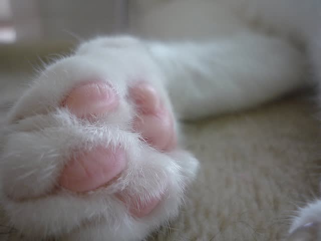 つぶのおまめ Going にゃん Way つぶのおまめ Going にゃん Way