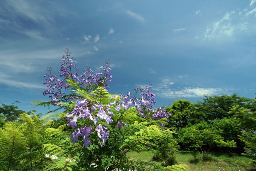 世界三大花木 ジャカランダ の お花も咲く 桃源郷岬 延岡の山歩人ｋ