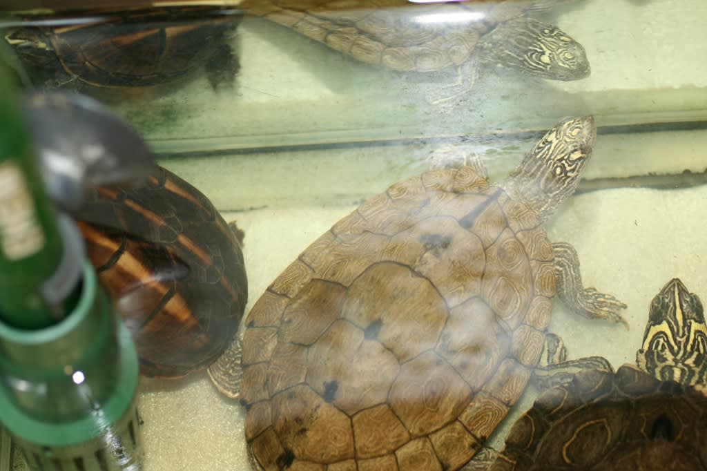 ミスジドロガメ のブログ記事一覧 不定期飼育便 ミスジドロガメ のブログ記事一覧 不定期飼育便