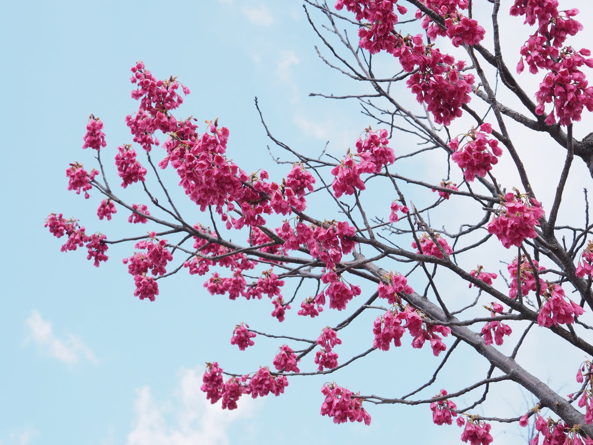 カンヒザクラとヒカンザクラは別の桜なの 花と自然
