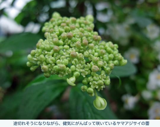 https://blogimg.goo.ne.jp/user_image/71/13/8f5abc55287c6bf53a564f64e266e7b9.jpg