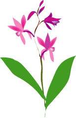 紅茶 アールグレイ ベルガモットの香り付き Yosigamo Sakura の いけ花ガーデニング 緑 風 陽 と 花イラスト