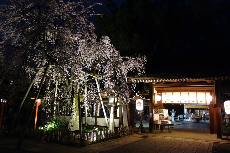 22 3 31の拝観報告 平野神社 桜苑 ライトアップ ａｍａｄｅｕｓの 京都のおすすめ ブログ版 観光