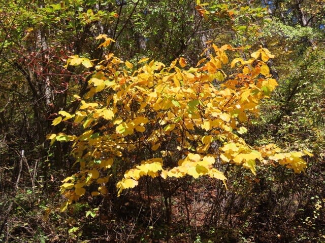 高ボッチ高原・鉢伏山の植物　ダンコウバイ（壇香梅）の黄葉