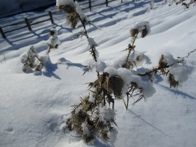 雪帽子