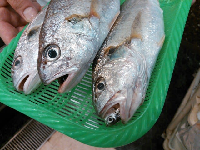 魚の中の魚 恩おくり お寺での日々の暮らし