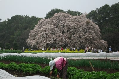 吉高の大桜と農作業