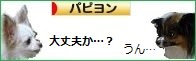 にほんブログ村 犬ブログ パピヨンへ