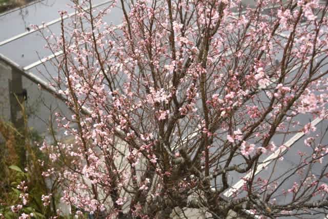 雨にうたれる啓翁桜とベランダ野菜 小さな庭とベランダ菜園の楽しみ I Enjoy Gardening And Growing Vegetables
