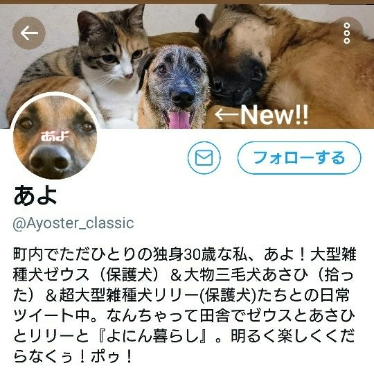 癒され犬猫ツィート 8件 ある晴れた日に