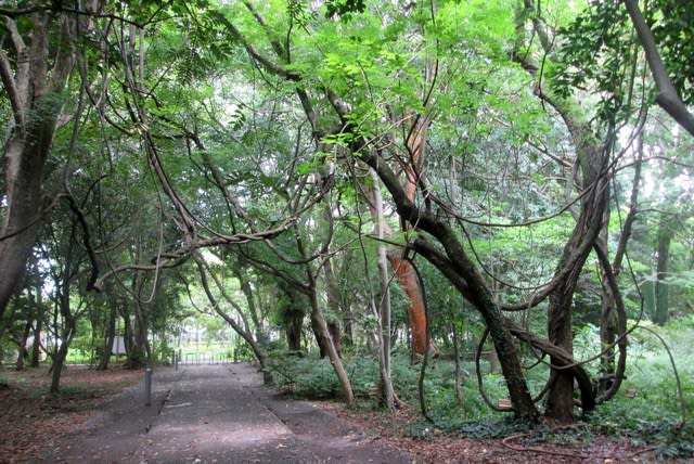 センダンキササゲ 鹿児島大学植物園 森の小径 Mahaloの花しらべ センダンキササゲ 鹿児島大学植物園 森の小径 Mahaloの花しらべ