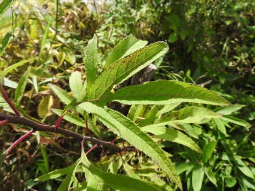 高ボッチ高原・鉢伏山の植物　ハンゴンソウ（反魂草）