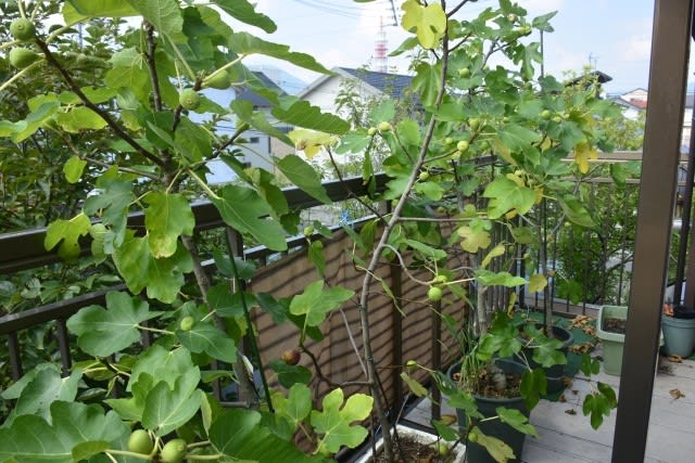 イチジクの葉で緑のカーテン 小さな庭とベランダ菜園の楽しみ I Enjoy Gardening And Growing Vegetables
