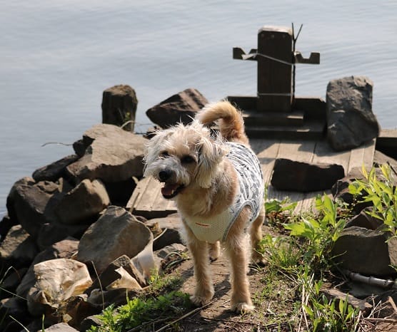 泳ぐ柴犬はいるのか 江戸川わんこ倶楽部