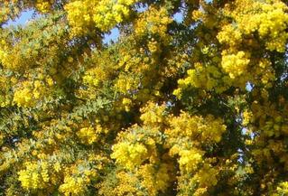春の黄色い大木 さぶりんブログ