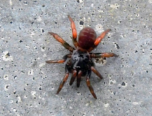 蜘蛛の足は10本ある 昆虫ではない虫のクモ目編です 花と徒然なるままに