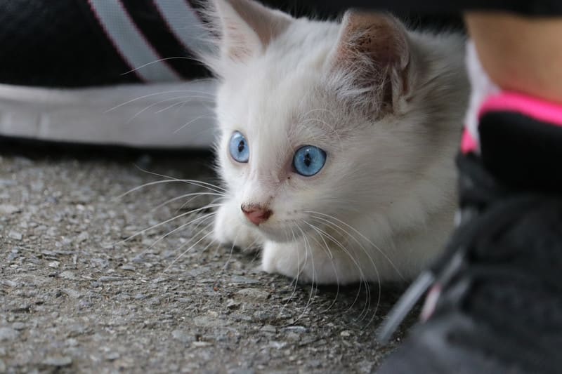 猫探訪 新顔 白い子猫ちゃん ハイブリッドな生活 旧ルノーな生活